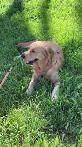 Golden retriever spotted relaxing in grassy field, Alanya