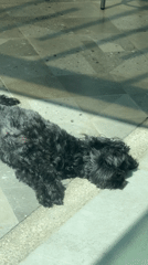 Small dog rests on tiled floor in Mexican town