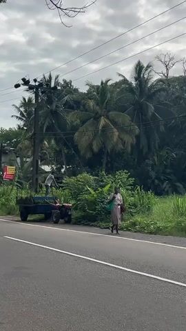 The scene is on a rural road with a cloudy sky.  A woman in a long skirt and blouse walks on the side of the road, carrying a green tote bag. Across the road, a man is standing in a small blue trailer attached to a red tractor. The trailer is filled with green vegetation. Palm trees and dense green foliage dominate the background. Power lines and a utility pole are visible overhead.  A motorcyclist drives by on the road, followed by a small white van.