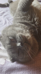 Gray cat yawns on purple bedspread before closing eyes