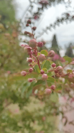 Tashkent morning: blooming gardens, city streets, and the metro