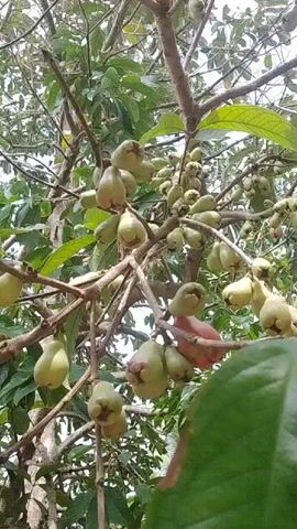 The video shows a close-up shot of a tree laden with fruit. The fruit are bell-shaped and appear to be a light green color, with a few showing a pinkish hue. They are clustered together on branches amidst green leaves. The camera angle is looking upwards into the tree canopy.