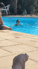 Lazy summer afternoon around a backyard pool in Saint-Galmier