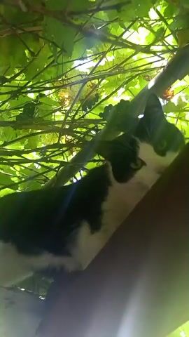 A black and white cat is resting on a wooden beam under a canopy of green leaves and grapes. The cat is looking at the camera with its tongue slightly out. The sun is shining through the leaves, creating lens flare effects.