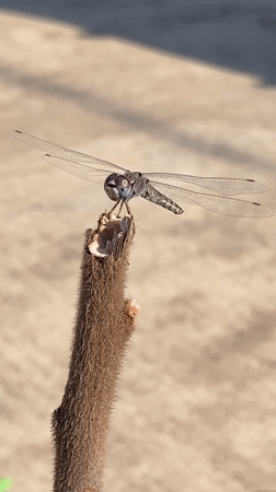 Dragonfly up close on dried stems, Kozet, Russia