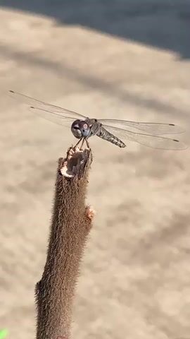 A dragonfly with large blue eyes and transparent wings rests on a broken twig covered in brown fuzz. The twig is positioned vertically, and the dragonfly faces forward, its body extended horizontally. The background is blurred and appears to be a light brown, possibly indicating a dry, outdoor environment. The lighting suggests it is daytime, with sunlight illuminating the scene.