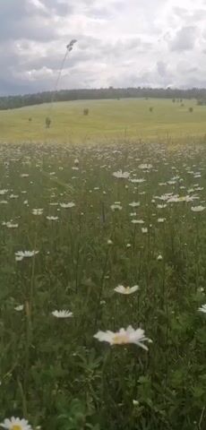 This media file is a video captured from a low angle, looking up and across a field of daisies. The scene is dominated by the white-petaled flowers with yellow centers, which are densely packed and sway gently in the breeze. The foreground is filled with these daisies and lush green foliage.

In the background, a rolling green hill stretches towards a line of trees on the horizon. The sky above is overcast with heavy, grey clouds, suggesting a cloudy or potentially rainy day. The overall impression is one of natural beauty and tranquility, perhaps a summer meadow in bloom. There are no people or visible man-made objects in the frame, emphasizing the wild, natural setting.

The video appears to be filmed in a rural or natural environment. Given the provided location context of Lagerevo, Russia, it is likely a depiction of the Russian countryside. The time of day is not definitively discernible due to the cloudy sky, but the lighting suggests it is daytime. No text is visible within the media file. The gentle swaying of the flowers and the expansive natural landscape evoke a sense of peace and the simple beauty of nature.