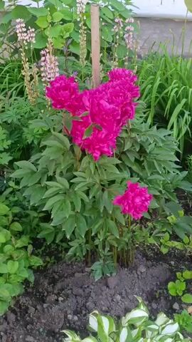 This is a medium shot video of a garden with a focus on a cluster of vibrant pink peonies. The peonies are the central subject, with several large, fully bloomed flowers forming a heart shape at the top of the bush, and one smaller bloom lower down. The plant is surrounded by lush green foliage, including other smaller plants in the foreground and background. In the background, tall spikes of pale pink lupine flowers are visible, as well as slender green stalks that could be lily leaves or similar. The ground beneath the peonies is dark soil, with some small green plants and fallen leaves scattered on it. A thin wooden stake is supporting the peony plant. The lighting suggests it is daytime, possibly late morning or early afternoon, with soft, diffused light indicating it could be an overcast day or the sun is not directly overhead. The overall impression is one of a flourishing garden, with the bright pink of the peonies providing a strong focal point. The setting appears to be a residential garden in Bolshoy Kamen, Russia, given the context. There is no visible text in the video.