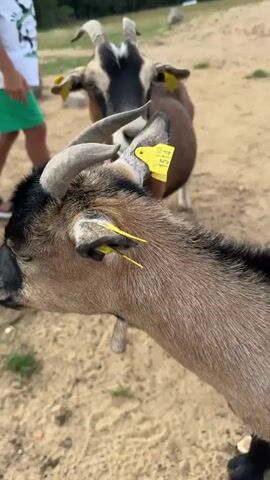 A close-up shot of a brown and black goat with an ID tag in its ear. Another goat is visible in the background, as is the lower body of a person wearing a white t-shirt and green shorts. The ground is sandy and dry, with some grass and trees in the distance under a cloudy sky. The goats appear to be in an outdoor enclosure or field.