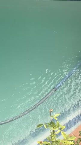 A pool vacuum hose is visible in the turquoise water of a swimming pool. The hose snakes along the tiled steps of the pool, disappearing into the water. A small rose bush with a single bud and green leaves is positioned in the foreground, near the edge of the pool. Sunlight glints off the water's surface, creating ripples and highlights. The scene appears to be outdoors on a sunny day.