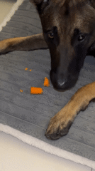 Dog enjoys carrot treats during playtime in Thailand home