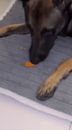 Dog enjoys carrot treats during playtime in Thailand home
