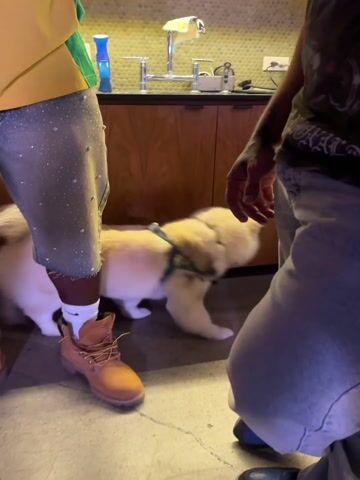 A cream-colored Chow Chow dog wearing a dark harness stands among several people in a room. The dog turns and looks around. The room has a tiled floor, wood cabinetry, and stairs in the background. The people are wearing casual clothing.