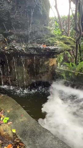 This is a close-up video of a small waterfall cascading down a moss-covered rock formation into a dark pool of water. White mist or fog is rising from the surface of the water to the right of the waterfall, obscuring the view of the water in that area. The surrounding environment appears to be a lush, green garden with trees and foliage visible in the background. Fallen leaves are scattered around the edges of the pool. The lighting suggests it is daytime, possibly overcast. No people or animals are visible.