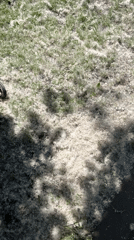 Person stomps through thick pollen layer, creating airborne cloud