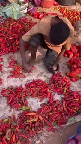 A young person squats on a white cloth surrounded by piles of red chili peppers. The individual wears a tan shirt, dark pants, and a black cap. They are barefoot and packing some of the chilies into a black plastic bag. Other vegetables like tomatoes, onions, and cabbage are also visible in the background. The scene appears to be taking place in a bustling marketplace.