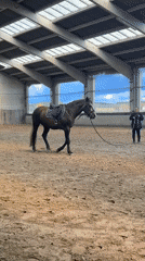 Horse training session documented at Belgian riding arena