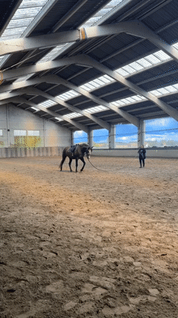 Horse training session documented at Belgian riding arena