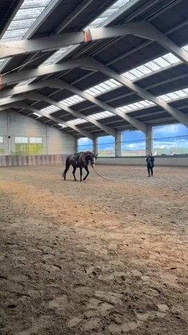 The video shows a saddled dark brown horse standing in an indoor riding arena. A woman stands a few feet away, holding a long riding crop, seemingly in preparation for training or riding. The arena is large with a sand floor and is covered by a high ceiling with beams and windows. Light streams in through the windows, offering a view of the landscape outside.