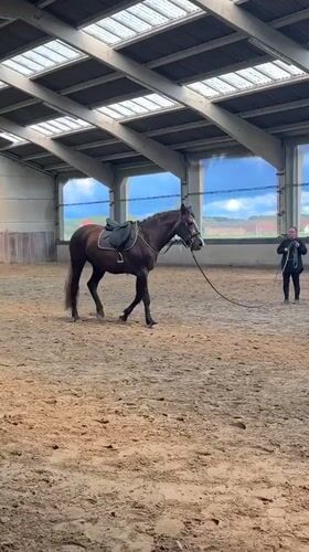 Horse training session documented at Belgian riding arena