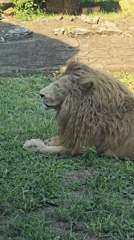 Zoo animals observed during morning hours at Fuyang Zoo