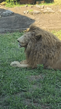 Zoo animals observed during morning hours at Fuyang Zoo