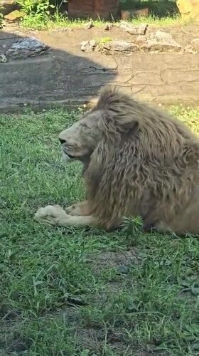 Zoo animals observed during morning hours at Fuyang Zoo