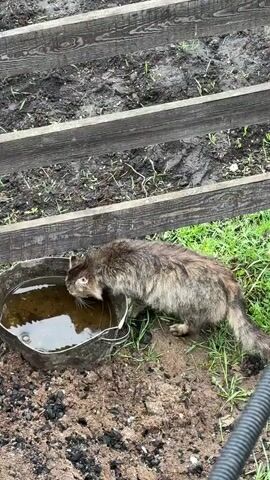 A gray tabby cat is drinking from a large metal bucket filled with water. The bucket sits on a patch of dirt and grass. Behind the cat and bucket is a wooden fence that borders a muddy area of soil with sparse vegetation. The cat laps at the water in the bucket. Part of a black hose is visible in the lower right corner of the frame.