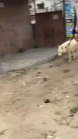 A medium shot of a light-skinned dog being walked on a leash by a dark-skinned man. The dog is mostly white, with slightly darker ears and a brown nose. It is walking on a dirt path along the side of a street. It is wearing a red leash. The man is wearing a white tank top with the number "14" on the back, short brown cargo pants, and dark sandals. The man is facing away from the camera, looking at his mobile phone. The road behind them has cars and a yellow bus on it. There is a sign that reads "DE-T-1". "50, A".