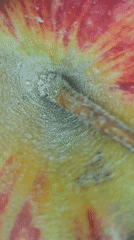 Amateur scientist examines apple stem under microscope in Portugal