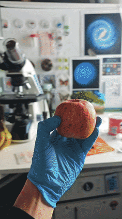 Amateur scientist examines apple stem under microscope in Portugal