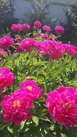 This is a close-up, handheld video of a patch of bright pink peonies in bloom. The camera is moving slowly, panning across the flowers. The flowers are dense and full, with ruffled petals. The background is blurred, but appears to be a garden setting with green foliage and possibly some evergreen branches and a fence. The lighting suggests it is daytime and sunny. There are no people or animals visible in the video.