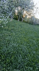 Spring evening documentation in rural Russia captures blossoms and portraits