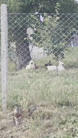A chain-link fence with a concrete post in the foreground separates the viewer from a grassy area where several ducks are resting. The ducks appear to be mostly white with one dark-colored duck among them. A tree trunk is visible behind the ducks and the fence. The background consists of foliage and what appears to be a building or structure. The overall lighting suggests it is daytime.