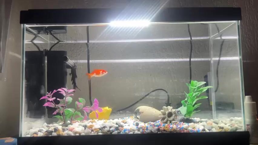 A fish tank is visible with a black frame and a light on top. Inside the tank are two fish, one orange and one black, swimming amongst colorful pebbles and artificial plants. There's a filter on the left side of the tank. The background appears to be a textured wall.