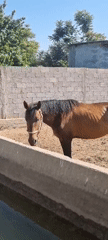 Horse pen and green farmland in rural Jomi, Tajikistan