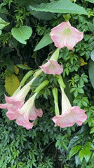 Pink flowers bloom in Da Lat gardens