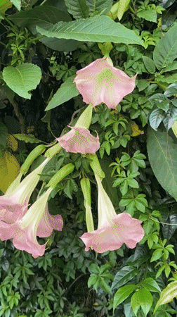 Pink flowers bloom in Da Lat gardens