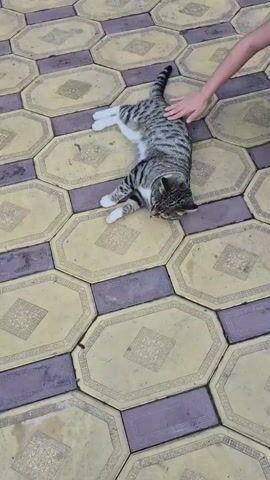 The media file captures a close-up, high-angle shot of a tabby cat lying on patterned paving stones. A person's hand is gently stroking the cat's back, indicating a moment of affection or relaxation. The cat appears comfortable, with its eyes partially closed, and is lying on its side with its legs extended. The paving stones are octagonal and square, with a design in shades of yellow, beige, and purple. The scene suggests an outdoor setting, possibly a courtyard or patio. A purple shoe is partially visible in the background, providing a sense of scale and context. The overall mood is calm and peaceful. The location is identified as Kosshy, Kazakhstan, and the time of day and weather are not explicitly discernible from the visual information. There is no visible text in the media file.