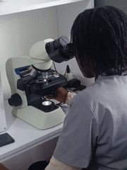 Person conducts microscope work at Nairobi laboratory