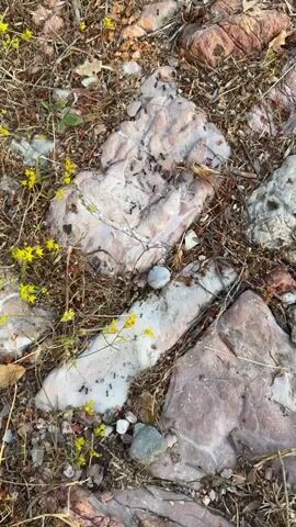 A close-up, overhead shot shows a colony of black ants navigating a rocky, dry terrain. The scene is dotted with small yellow flowers and sparse, dry grass. The ants are clustered on and around several light-colored rocks, some of which have a striated texture. In the foreground, a few small, gray pebbles are scattered amongst the dirt and debris. The lighting suggests it is daytime, with sunlight casting subtle shadows. The overall impression is one of a natural, somewhat arid environment where the ants are busily engaged in their daily activities. There is no visible text in the media file.