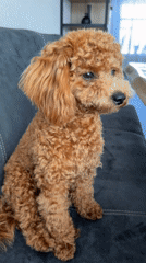 Curly brown toy poodle at home in Marum, Netherlands