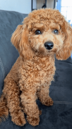 Curly brown toy poodle at home in Marum, Netherlands