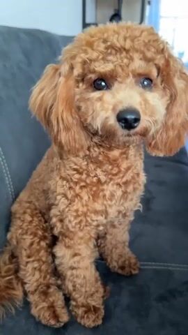 A toy poodle with reddish-brown curly fur is sitting on a dark gray couch. The poodle is facing forward and looking to the right with its head tilted slightly. The background shows a shelf with a black object on it and a window with light streaming in.