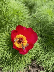 Spring flower blooms documented across gardens in Apostolove, Ukraine