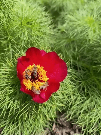Spring flower blooms documented across gardens in Apostolove, Ukraine