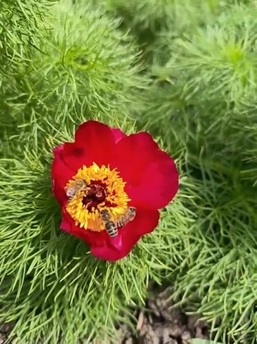 Spring flower blooms documented across gardens in Apostolove, Ukraine