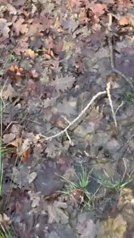 The video shows a person walking through a wooded area covered in leaves. The ground is carpeted with fallen brown leaves and some grass. The trees are mostly bare with a few brown leaves clinging to their branches. The person is wearing dark clothing and an orange hat. They walk across the screen from left to right.