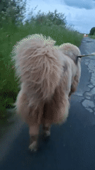 Fluffy tan dog on an evening walk through rural Russia