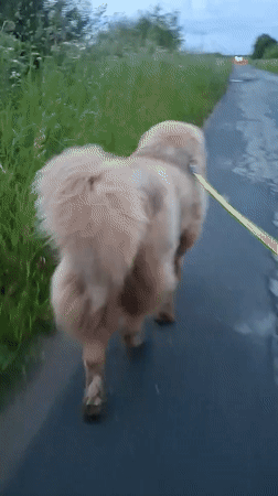 Fluffy tan dog on an evening walk through rural Russia